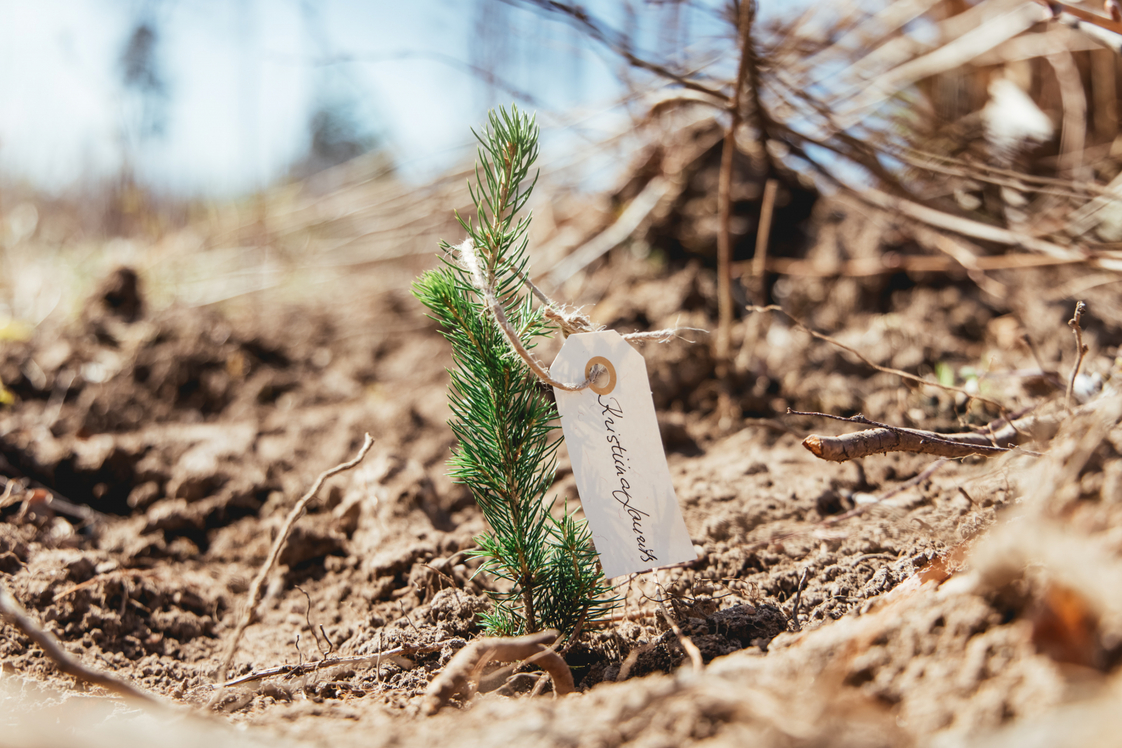 Eesti Gasell-ettevõtete nimel istutati 2500 kuusetaime  KLM Projekti esindajad osalesid veebruaris Äripäeva 21. Gaselli Kongressil, kus Coop Pank lubas kõigi Ga